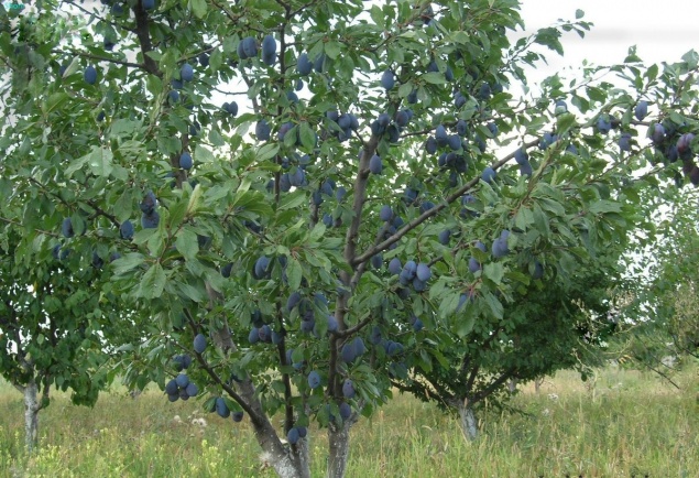 Болезни сливы – фото, описания, способы лечения